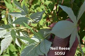 Attēlu rezultāti vaicājumam “Rubus nessensis leaf”