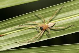 Attēlu rezultāti vaicājumam “Cheiracanthium sp. male”