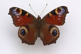 Attēlu rezultāti vaicājumam “Inachis io”