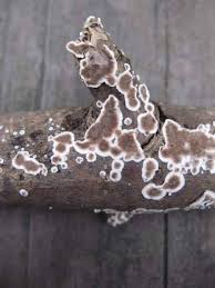 Attēlu rezultāti vaicājumam “Peniophora laurentii”