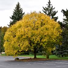Attēlu rezultāti vaicājumam “Fraxinus excelsior”