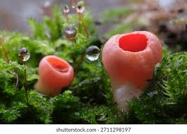 Attēlu rezultāti vaicājumam “Sarcoscypha austriaca”