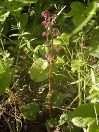 Attēlu rezultāti vaicājumam “Pyrolaceae”