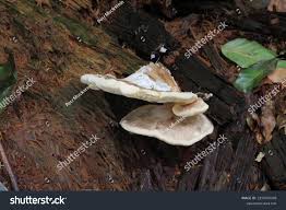 Attēlu rezultāti vaicājumam “Bondarzewia mesenterica”