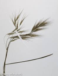 Attēlu rezultāti vaicājumam “Anisantha tectorum”