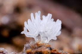 Attēlu rezultāti vaicājumam “Ceratiomyxa fruticulosa macro”