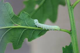 Attēlu rezultāti vaicājumam “Orthosia cerasi”
