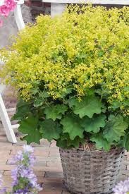 Image result for Alchemilla mollis