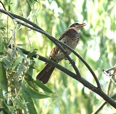 Image result for Turdus naumanni