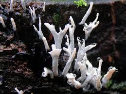 Attēlu rezultāti vaicājumam “Xylaria hypoxylon”