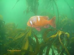 Image result for Chrysoblephus laticeps