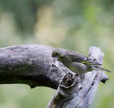 Attēlu rezultāti vaicājumam “Chloris chloris female”