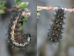 Attēlu rezultāti vaicājumam “Clossiana euphrosyne”