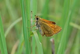 Attēlu rezultāti vaicājumam “Ochlodes sylvanus underside”