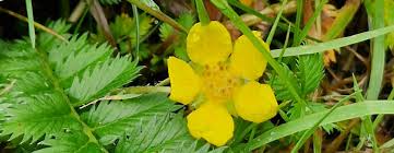 Image result for Potentilla anserina