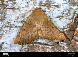 Attēlu rezultāti vaicājumam “Odontopera bidentata”