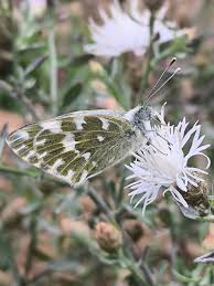 Attēlu rezultāti vaicājumam “Pontia edusa”