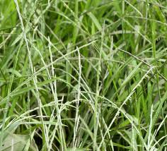 Attēlu rezultāti vaicājumam “Glyceria fluitans leaf”