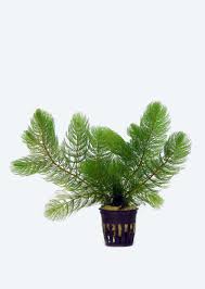 Attēlu rezultāti vaicājumam “Ceratophyllum submersum”