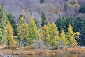 Attēlu rezultāti vaicājumam “Larix”