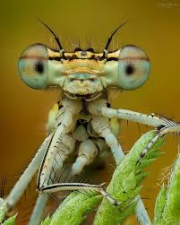 Attēlu rezultāti vaicājumam “Platycnemis pennipes”