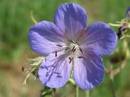Attēlu rezultāti vaicājumam “Geranium pratense flower”