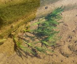 Attēlu rezultāti vaicājumam “Najas tenuissima leaf”