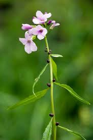 Attēlu rezultāti vaicājumam “Cardamine bulbifera”