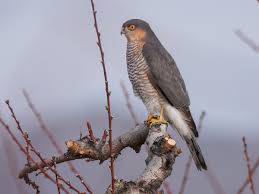 Attēlu rezultāti vaicājumam “Accipiter nisus male”