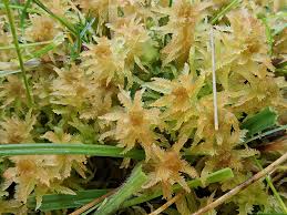 Attēlu rezultāti vaicājumam “Sphagnum contortum”