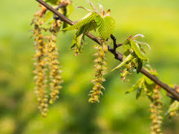 Attēlu rezultāti vaicājumam “Carpinus betulus female flower”