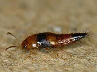 Attēlu rezultāti vaicājumam “Tachyporus sp.”