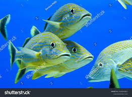 Image result for Haemulon sciurus