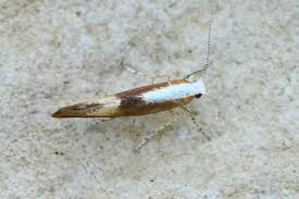 Attēlu rezultāti vaicājumam “Argyresthia spinosella”