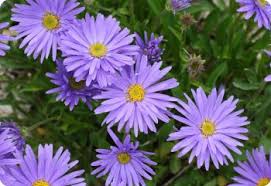 Image result for Aster alpinus