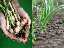 Attēlu rezultāti vaicājumam “Allium sativum fruit”