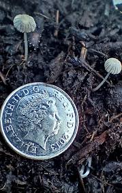 Attēlu rezultāti vaicājumam “Diderma deplanatum spores”