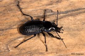 Attēlu rezultāti vaicājumam “Carabidae”