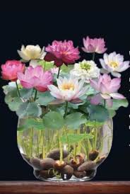 Attēlu rezultāti vaicājumam “Nymphaeaceae”