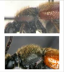 Attēlu rezultāti vaicājumam “Pseudovadonia livida”