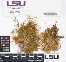 Attēlu rezultāti vaicājumam “Drepanocladus aduncus var. polycarpon”