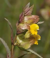 Attēlu rezultāti vaicājumam “Rhinanthus serotinus fruit”