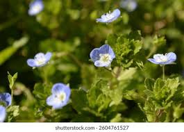Attēlu rezultāti vaicājumam “Veronica persica flower”