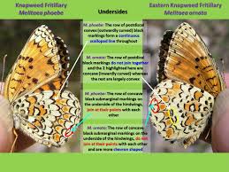 Attēlu rezultāti vaicājumam “Melitaea diamina underside”