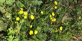 Attēlu rezultāti vaicājumam “Ranunculus polyanthemos”