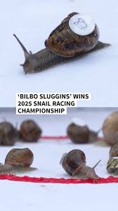 Image result for World Snail Racing Championships