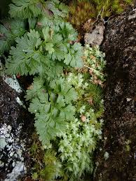Attēlu rezultāti vaicājumam “Pohlia cruda”