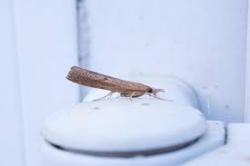 Attēlu rezultāti vaicājumam “Pediasia contaminella”