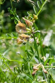 Attēlu rezultāti vaicājumam “Vicia tenuifolia flower”