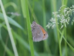 Attēlu rezultāti vaicājumam “Coenonympha tullia underside”